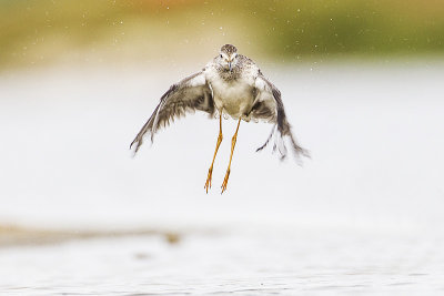 lesser yellowlegs 090714_MG_6054