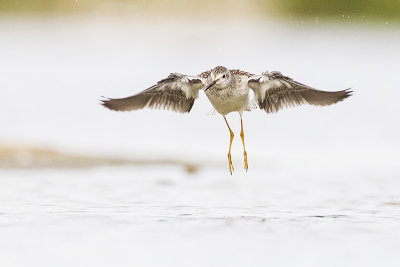 lesser yellowlegs 090714_MG_6056