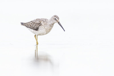 stilt sandpiper 090714_MG_6264 