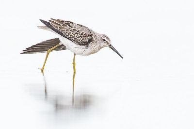 stilt sandpiper 090714_MG_6283 