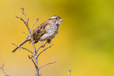white-throated sparrow 092514_MG_7864 
