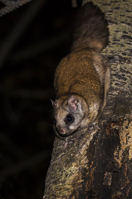 northern flying squirrel101214_MG_8913 