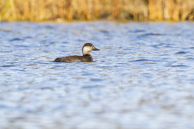 black scoter 101914_MG_9915 copy.jpg