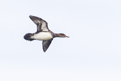 hooded merganser 101914_MG_9593 copy.jpg