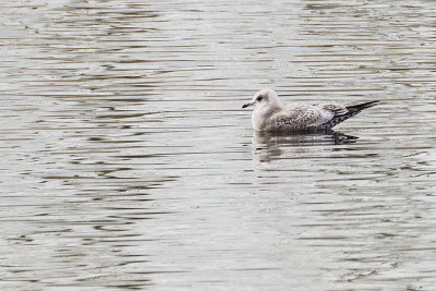 mew gull 102114_MG_1671