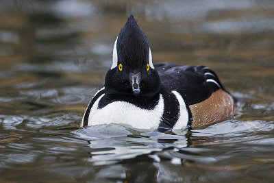 hooded merganser 103114_MG_1821 