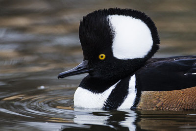 hooded merganser 103114_MG_1845 