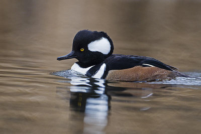 hooded merganser 103114_MG_2089 