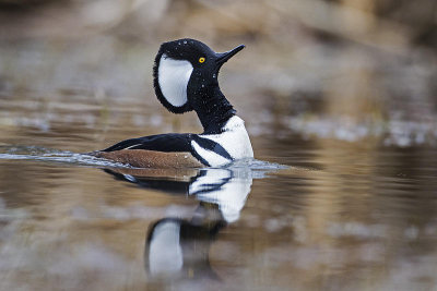 hooded merganser 103114_MG_2149 