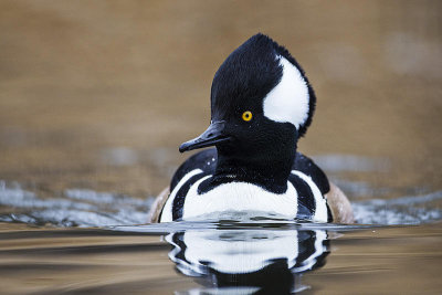 hooded merganser 103114_MG_2202 