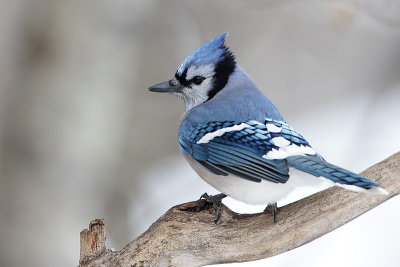 blue jay 110914_MG_1902 