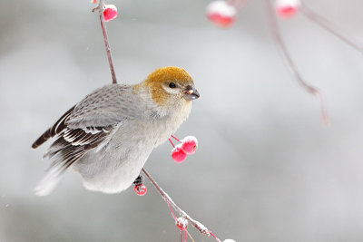 pine grosbeak _MG_4498