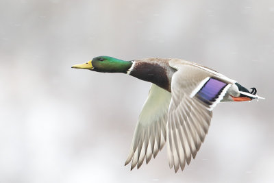 mallard 111614_MG_5563 
