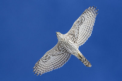 northern goshawk 112014_MG_6360 