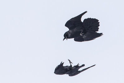 common ravens 112414_MG_7244 