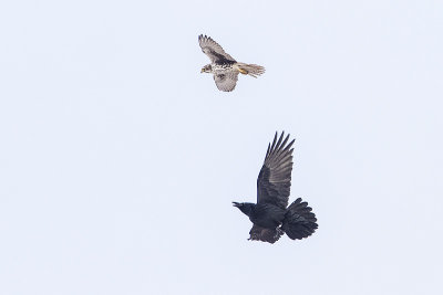 common raven & prairie falcon 112414_MG_7275 