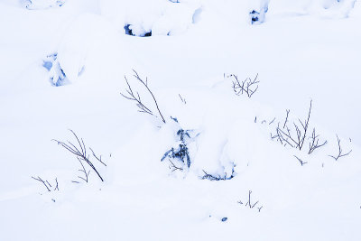 white-tailed ptarmigan in habitat 112914_MG_2664 