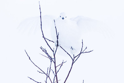 white-tailed ptarmigan 112914_MG_7665 