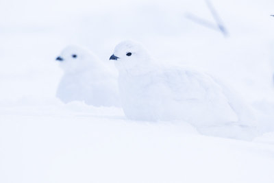 white-tailed ptarmigan 112914_MG_8025 