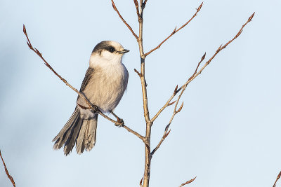 gray jay 120714_MG_9123 