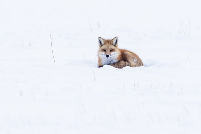 red fox 120614_MG_8340 