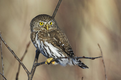 northern pygmy owl 121314_MG_9348 