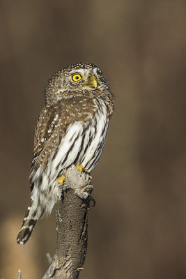 northern pygmy owl 121314_MG_9388 