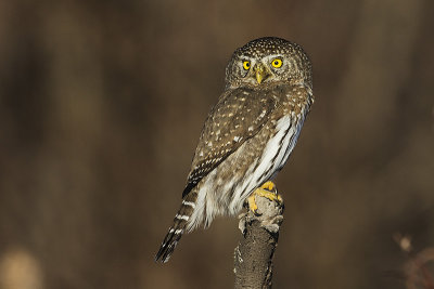 northern pygmy owl 121314_MG_9457 