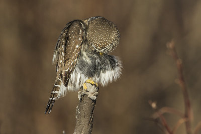 northern pygmy owl 121314_MG_9459 