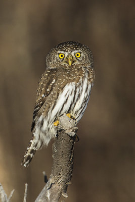 northern pygmy owl 121314_MG_9414 