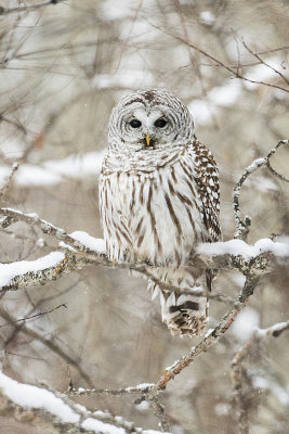 barred owl 122814_MG_1671