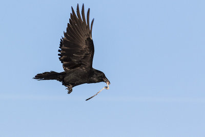 common raven 011115_MG_4081 
