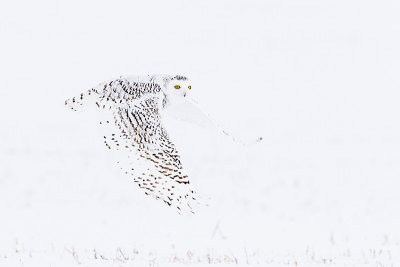 snowy owl 020715_MG_6381 