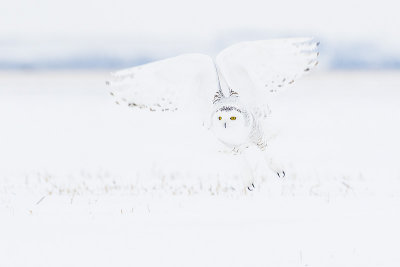 snowy owl 020815_MG_7104 