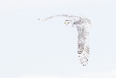 snowy owl 020815_MG_7179 