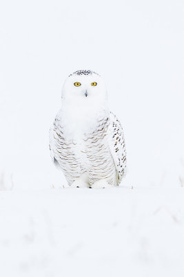 snowy owl 020715_MG_6283 