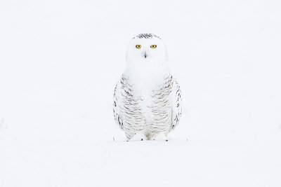 snowy owl 020715_MG_6208 