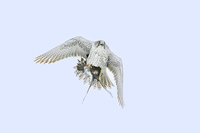 gyrfalcon 021315_MG_8129 