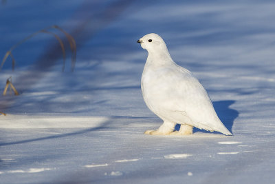 willow ptarmigan 021515_MG_8227 