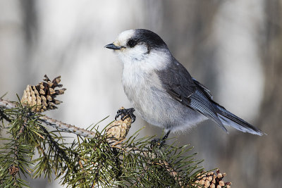 gray jay 022115_MG_9037 