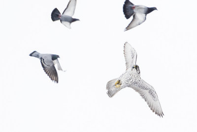 gyrfalcon 021815_MG_8535 