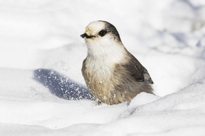 gray jay 030115_MG_0192 