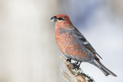 pine grosbeak 030115_MG_9999