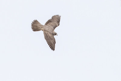 gyrfalcon 030515_MG_0966 