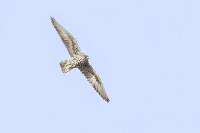 gyrfalcon 030515_MG_1168 