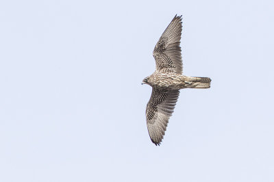 gyrfalcon 030515_MG_1287 