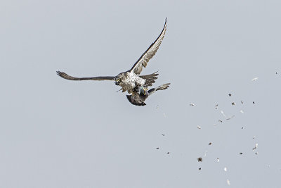 gyrfalcon 030915_MG_2444 