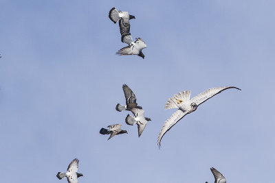 gyrfalcon 031215_MG_2575 