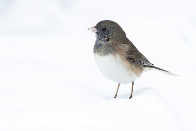 dark-eyed junco 032115_MG_2974 
