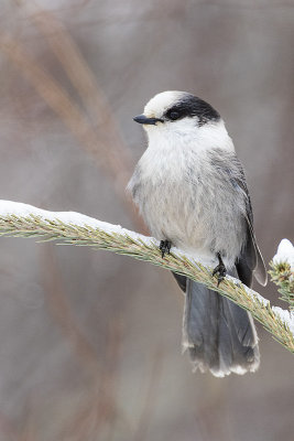 gray jay 032215_MG_4107 